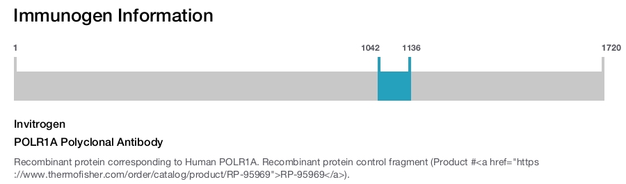 POLR1A Polyclonal Antibody