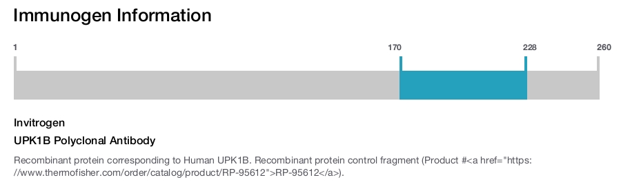 UPK1B Polyclonal Antibody