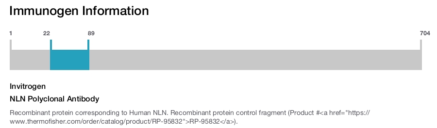 NLN Polyclonal Antibody