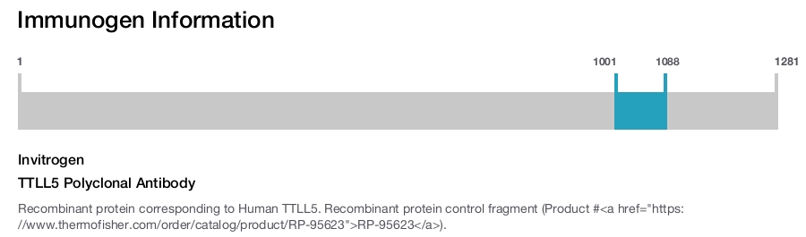 TTLL5 Polyclonal Antibody