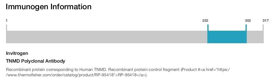 TNMD Polyclonal Antibody