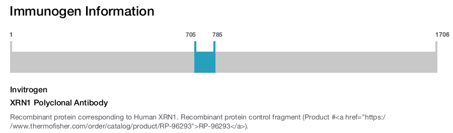 XRN1 Polyclonal Antibody