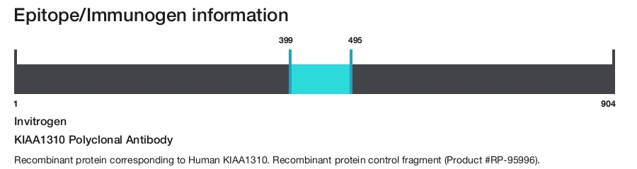 KIAA1310 Polyclonal Antibody