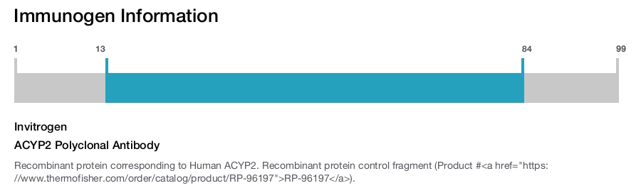 ACYP2 Polyclonal Antibody