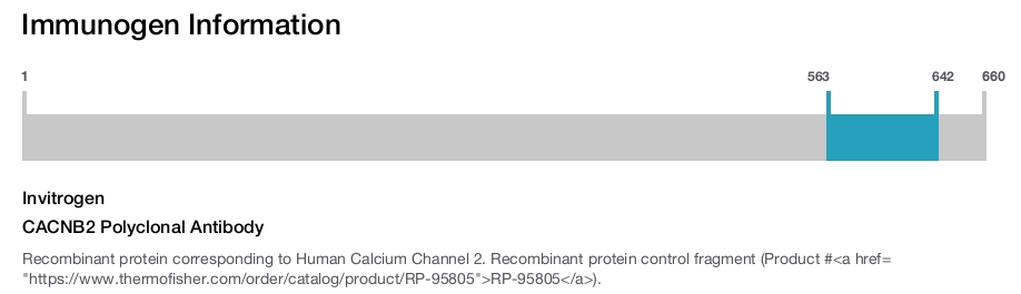 CACNB2 Polyclonal Antibody