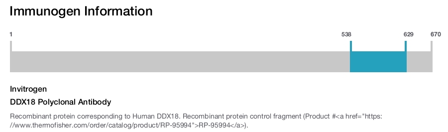 DDX18 Polyclonal Antibody