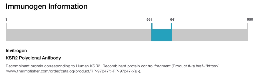 KSR2 Polyclonal Antibody
