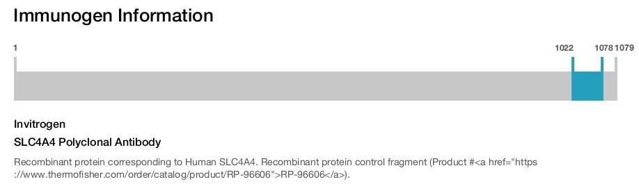 SLC4A4 Polyclonal Antibody