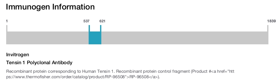 Tensin 1 Polyclonal Antibody