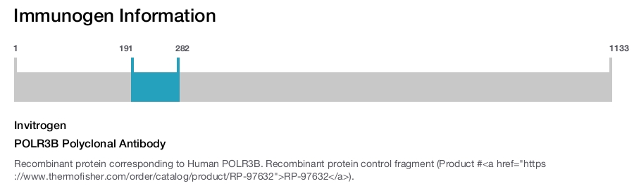 POLR3B Polyclonal Antibody