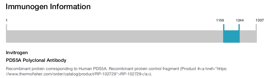 PDS5A Polyclonal Antibody