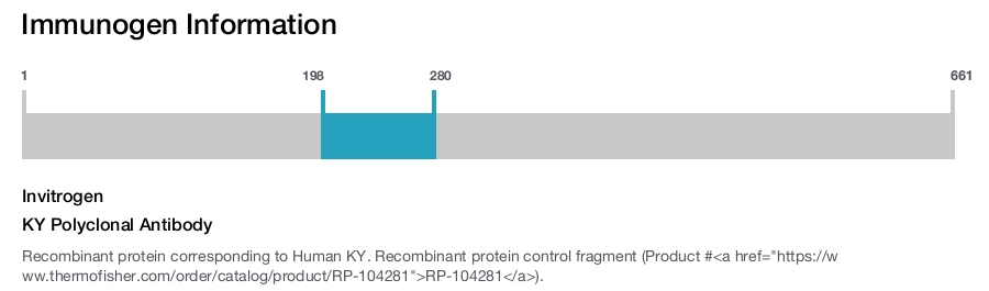 KY Polyclonal Antibody