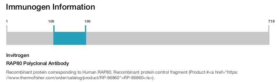 RAP80 Polyclonal Antibody