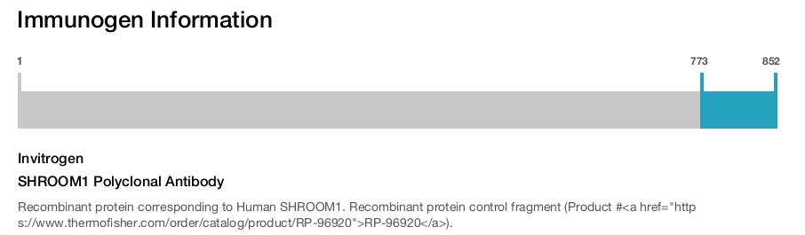 SHROOM1 Polyclonal Antibody