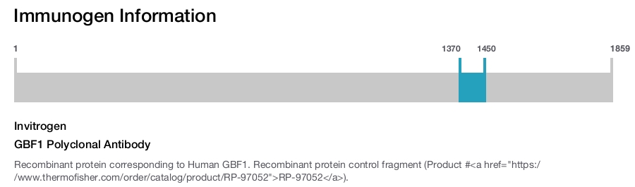 GBF1 Polyclonal Antibody