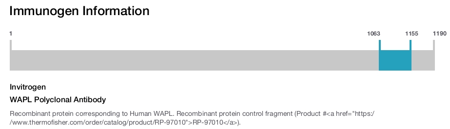 WAPL Polyclonal Antibody