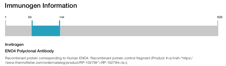 ENO4 Polyclonal Antibody