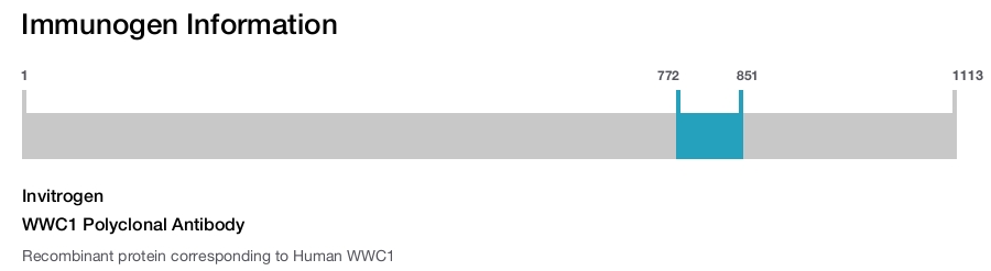 WWC1 Polyclonal Antibody