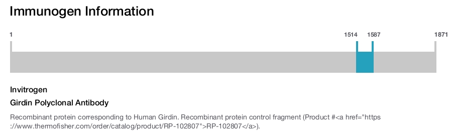 Girdin Polyclonal Antibody