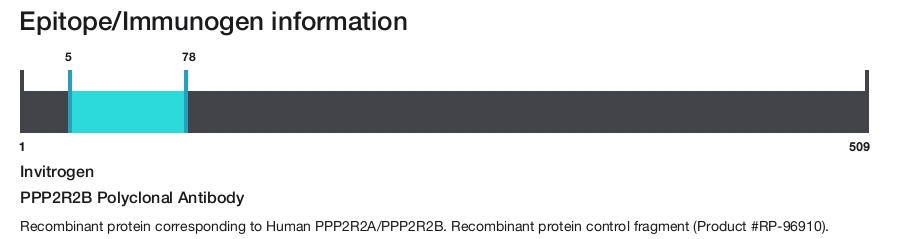 PPP2R2B Polyclonal Antibody