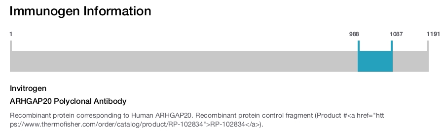 ARHGAP20 Polyclonal Antibody