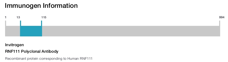 RNF111 Polyclonal Antibody