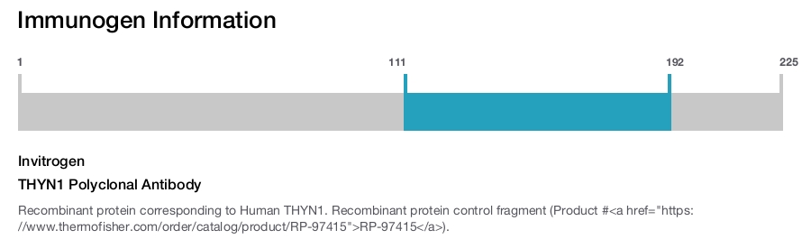 THYN1 Polyclonal Antibody
