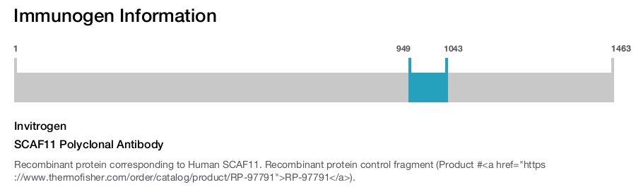 SCAF11 Polyclonal Antibody