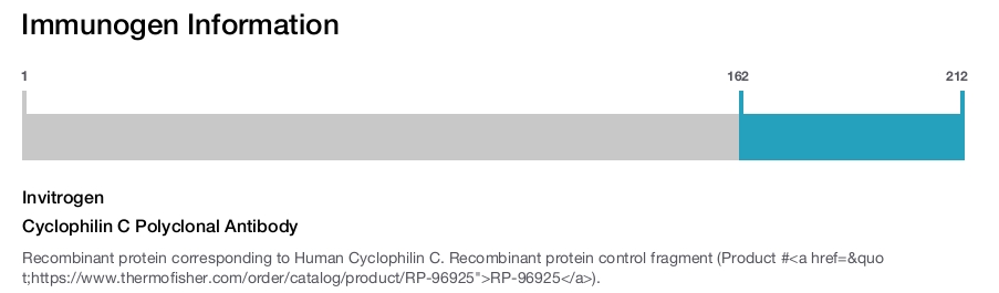 Cyclophilin C Polyclonal Antibody