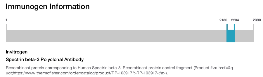 Spectrin beta-3 Polyclonal Antibody
