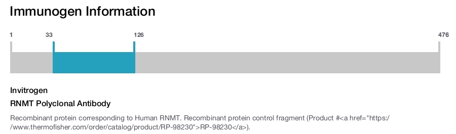 RNMT Polyclonal Antibody