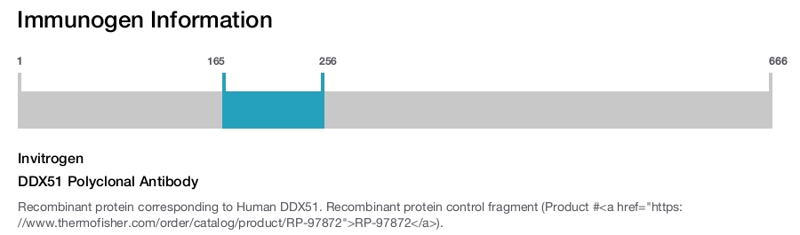 DDX51 Polyclonal Antibody