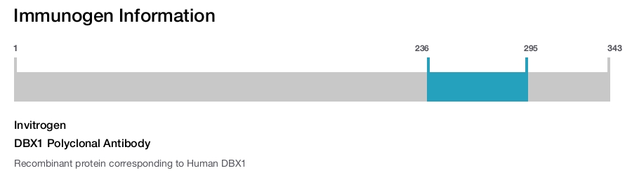 DBX1 Polyclonal Antibody