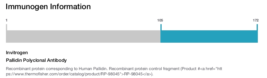 Pallidin Polyclonal Antibody