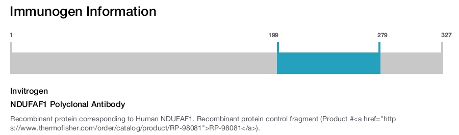 NDUFAF1 Polyclonal Antibody