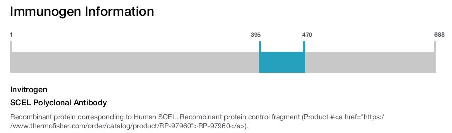 SCEL Polyclonal Antibody