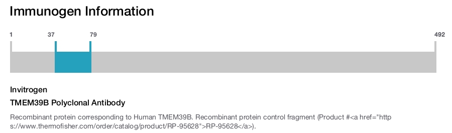TMEM39B Polyclonal Antibody