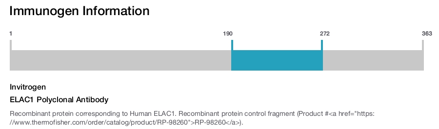 ELAC1 Polyclonal Antibody