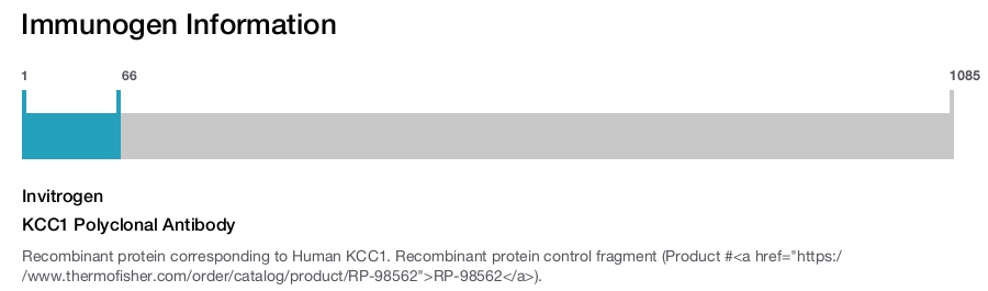 KCC1 Polyclonal Antibody