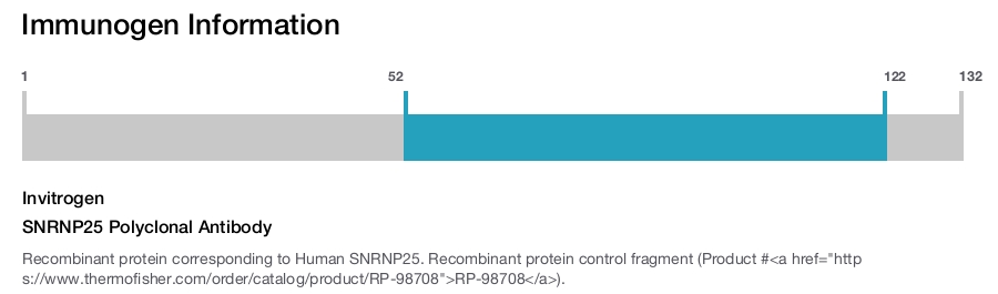 SNRNP25 Polyclonal Antibody