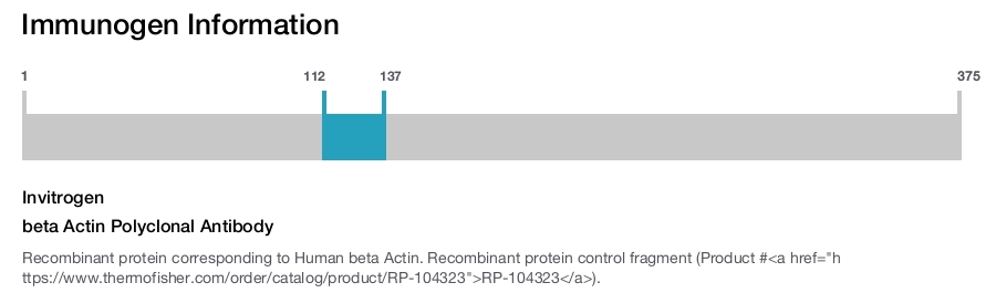 beta Actin Polyclonal Antibody
