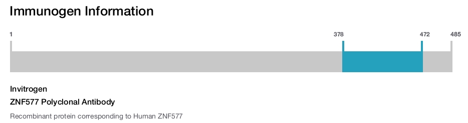 ZNF577 Polyclonal Antibody