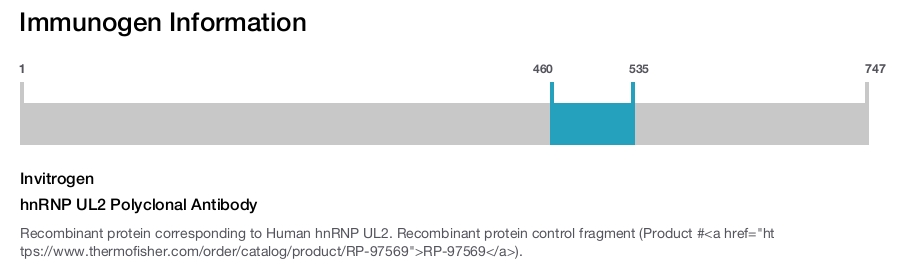 hnRNP UL2 Polyclonal Antibody