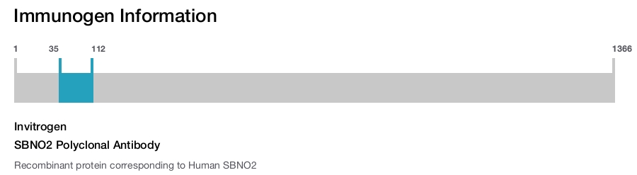 SBNO2 Polyclonal Antibody