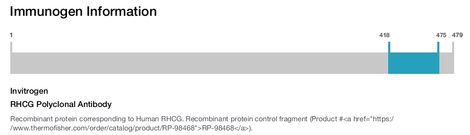 RHCG Polyclonal Antibody