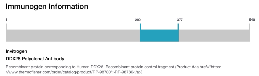 DDX28 Polyclonal Antibody