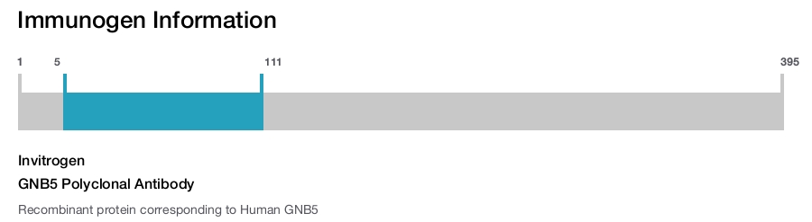 GNB5 Polyclonal Antibody