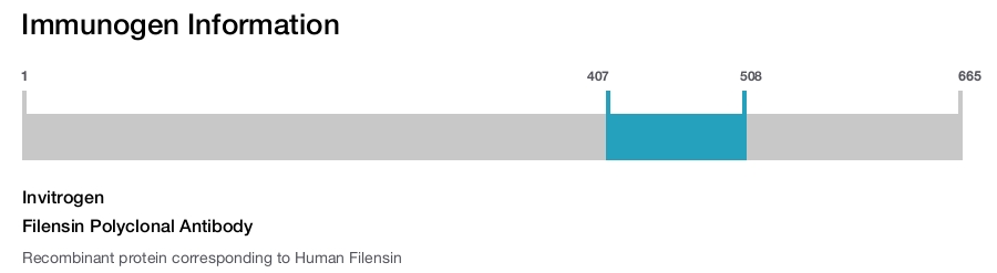 Filensin Polyclonal Antibody