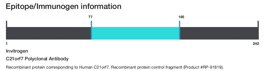 C21orf7 Polyclonal Antibody