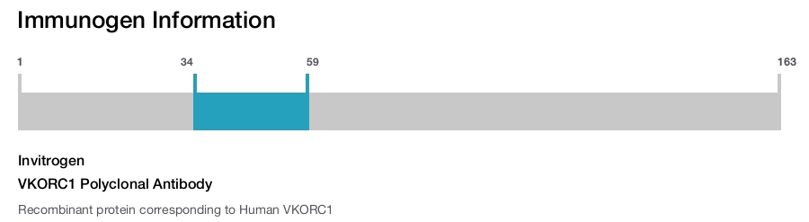 VKORC1 Polyclonal Antibody
